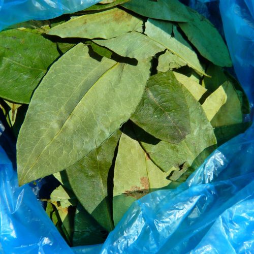 coca-leaves-43288_1280